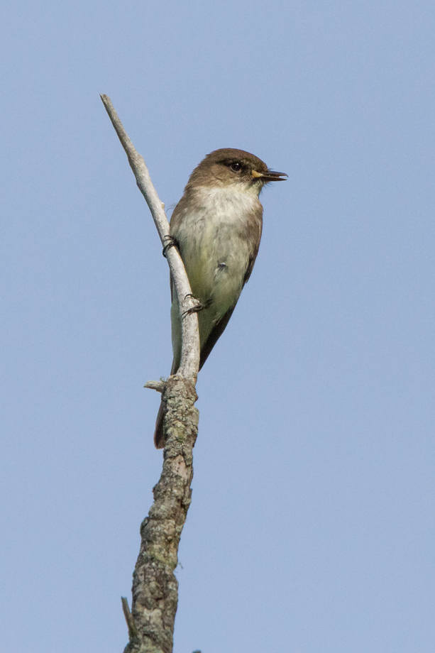 Gallery of my \"proper photos\"- NH warbler research