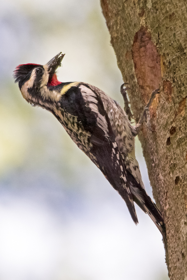 Gallery of my \"proper photos\"- NH warbler research