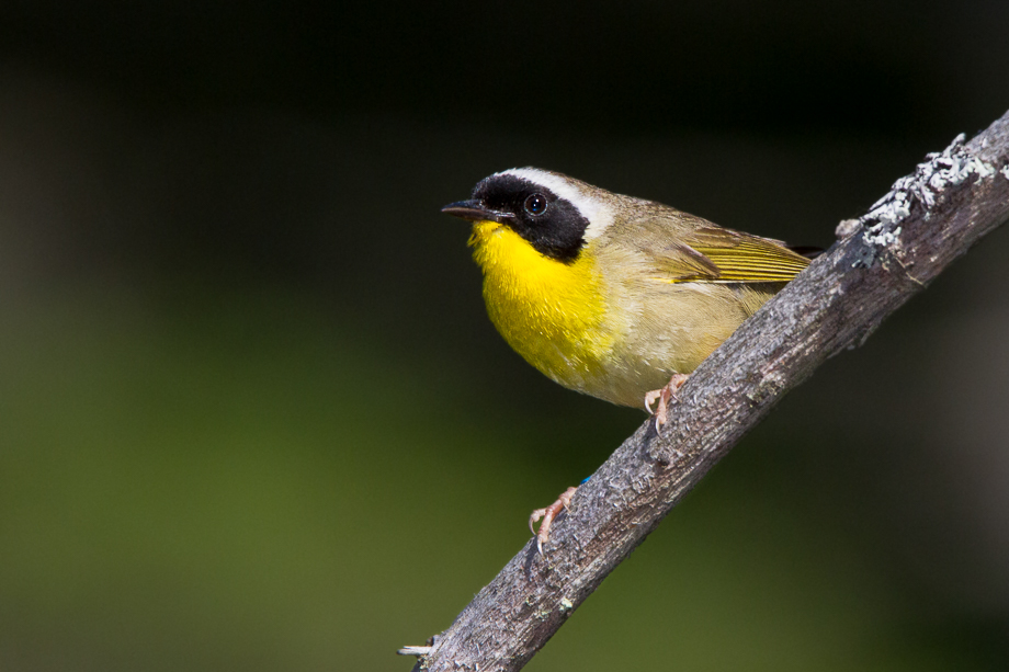 Gallery of my \"proper photos\"- NH warbler research