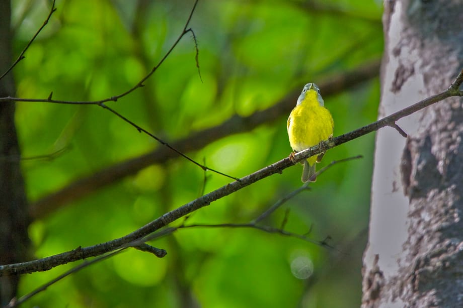 Gallery of my \"proper photos\"- NH warbler research