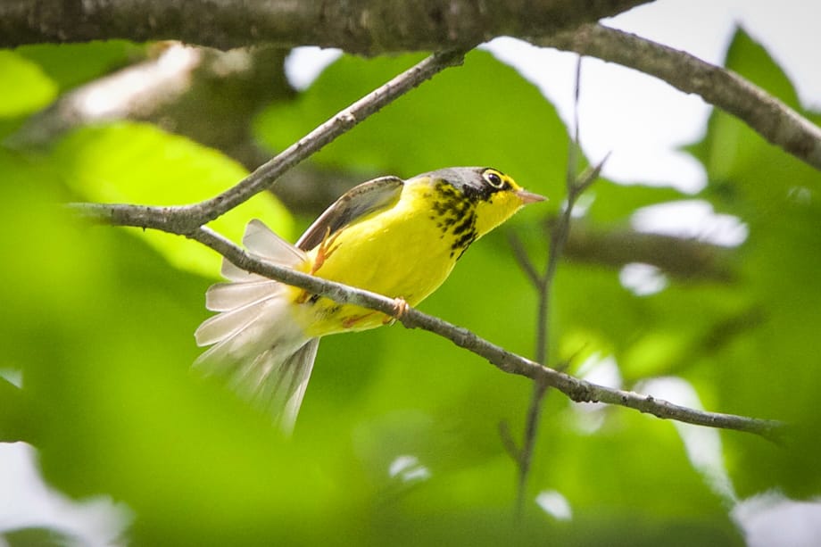 Gallery of my \"proper photos\"- NH warbler research